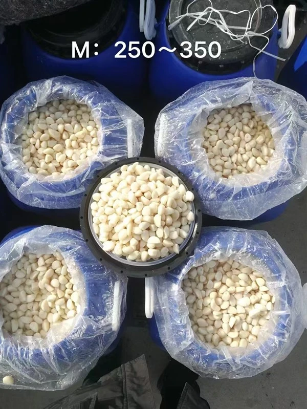 পিপা মধ্যে ব্রাইন চীনা রসুন