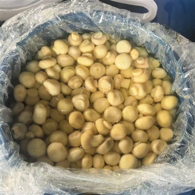 মাশরুম ড্রামস ফ্যাক্টরি মূল্য তাজা পাকা